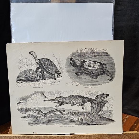 Other - Reptile Illustration Book Prints From "Beasts And Birds In Pictures And Words"